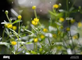 Attēlu rezultāti vaicājumam “Ranunculus auricomus flower”