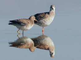 Attēlu rezultāti vaicājumam “Philomachus pugnax adult”