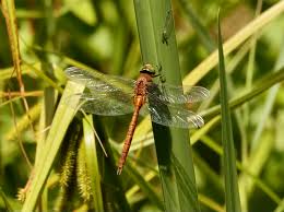 Attēlu rezultāti vaicājumam “Aeshna isoceles”
