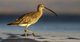 Attēlu rezultāti vaicājumam “Numenius arquata adult”