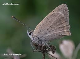 Attēlu rezultāti vaicājumam “Lycaena phlaeas underside”