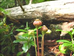 Attēlu rezultāti vaicājumam “Chimaphila umbellata fruit”