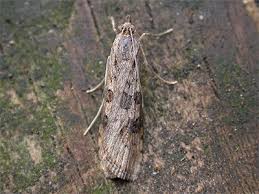 Attēlu rezultāti vaicājumam “Nomophila noctuella”