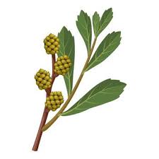 Attēlu rezultāti vaicājumam “Myrica gale fruit”