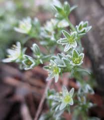 Attēlu rezultāti vaicājumam “Scleranthus perennis bud”
