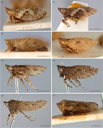 Attēlu rezultāti vaicājumam “Oncopsis sp.”