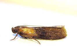 Attēlu rezultāti vaicājumam “Sciota fumella”