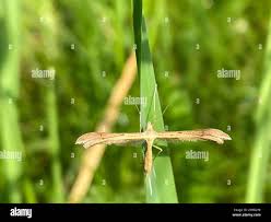 Attēlu rezultāti vaicājumam “Stenoptilia pterodactyla”