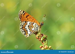 Attēlu rezultāti vaicājumam “Melitaea cinxia”