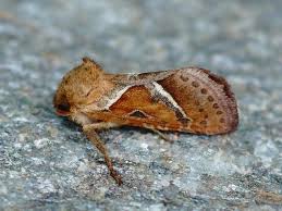 Attēlu rezultāti vaicājumam “Hepialus sylvina female”