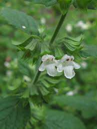 Image result for Melissa officinalis