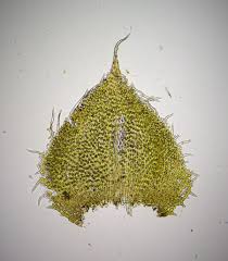 Attēlu rezultāti vaicājumam “Brachythecium rivulare sporophyte”