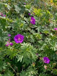 Attēlu rezultāti vaicājumam “Geranium sanguineum”