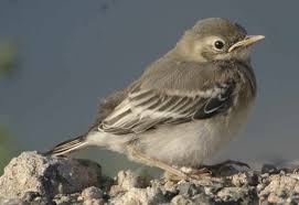 Attēlu rezultāti vaicājumam “Motacilla alba”