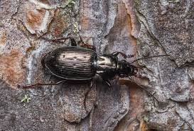 Attēlu rezultāti vaicājumam “Pterostichus oblongopunctatus”