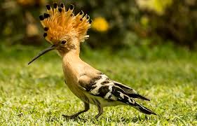 Attēlu rezultāti vaicājumam “Upupa epops adult”