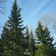 Attēlu rezultāti vaicājumam “Abies sibirica”