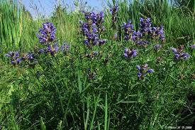 Attēlu rezultāti vaicājumam “Dracocephalum ruyschiana leaf”