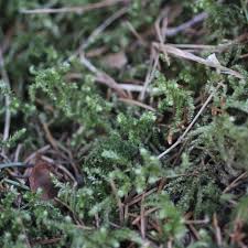 Attēlu rezultāti vaicājumam “Eurhynchium angustirete”