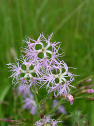 Attēlu rezultāti vaicājumam “Dianthus arenarius”