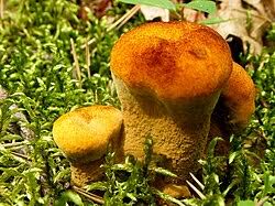 Attēlu rezultāti vaicājumam “Hydnellum sp.”