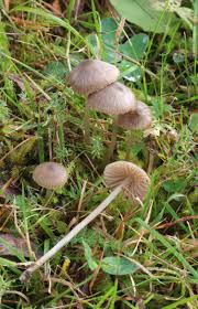 Attēlu rezultāti vaicājumam “Badhamia lilacina var. megaspora spores”