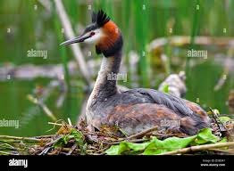 Attēlu rezultāti vaicājumam “Podiceps cristatus”