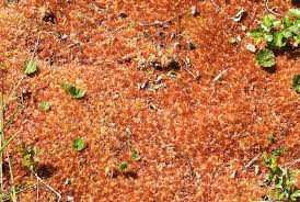 Attēlu rezultāti vaicājumam “Sphagnum magellanicum”