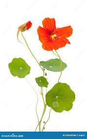 Attēlu rezultāti vaicājumam “Tropaeolum majus leaf”