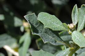 Attēlu rezultāti vaicājumam “Atriplex calotheca leaf”