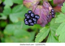 Attēlu rezultāti vaicājumam “Actaea spicata fruit”