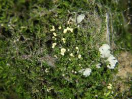 Attēlu rezultāti vaicājumam “Physarum pseudoalexandrowiczii”