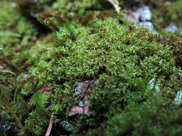 Attēlu rezultāti vaicājumam “Zygodon rupestris”