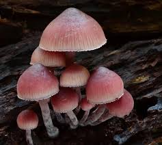 Attēlu rezultāti vaicājumam “Mycena haematopus”