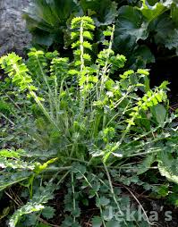 Image result for Sanguisorba minor