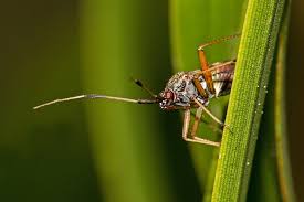 Attēlu rezultāti vaicājumam “Closterotomus biclavatus imago”