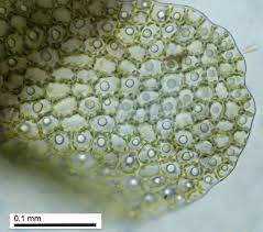 Attēlu rezultāti vaicājumam “Nardia scalaris cells”