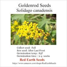 Attēlu rezultāti vaicājumam “Solidago canadensis fruit”