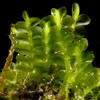 Attēlu rezultāti vaicājumam “Plagiochila porelloides”