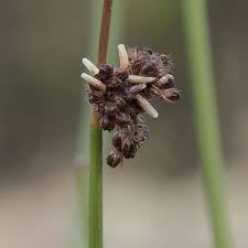 Attēlu rezultāti vaicājumam “Coleophora alticolella”