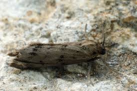 Attēlu rezultāti vaicājumam “Coscinia cribraria”