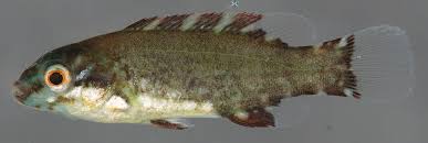 Image result for Tautoga onitis