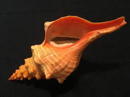 Image result for Triplofusus giganteus