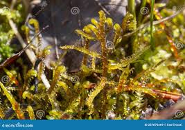 Attēlu rezultāti vaicājumam “Hamatocaulis vernicosus”