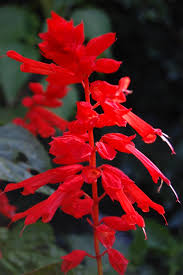 Image result for Salvia splendens