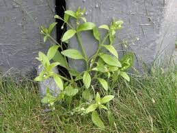 Attēlu rezultāti vaicājumam “Myosotis sparsiflora leaf”