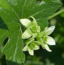 Attēlu rezultāti vaicājumam “Bryonia alba leaf”