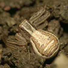 Attēlu rezultāti vaicājumam “Xysticus ulmi”