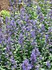 Catnip Tidbits « KittyBluntz Blog