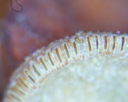 Attēlu rezultāti vaicājumam “Polytrichum juniperinum sporophyte”